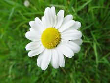 Chrysanthemum leucanthemum mar gebraucht kaufen  Bad Kissingen