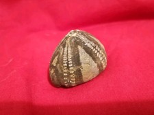 Flint echinoid fossil for sale  PORTSMOUTH