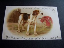 foxhound for sale  SWANSEA