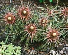 Carlina acaulis ssp gebraucht kaufen  Westerstede