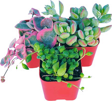Succulents plants live for sale  Los Angeles