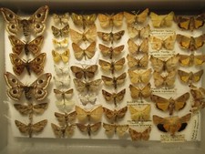 Box specimen british for sale  WIGTON