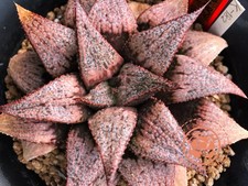 Succulent haworthia spartan for sale  Simi Valley