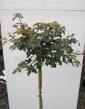 Hochstamm kugel feldahorn gebraucht kaufen Hochstamm kugel feldahorn gebraucht kaufen  Zetel