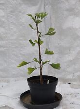 Maidenhair tree ginkgo for sale  PRESTON