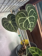 Pianta anthurium clarinervium usato  Ornago