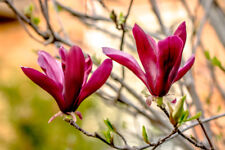 Magnolia liliiflora nigra for sale  NEWTOWNARDS