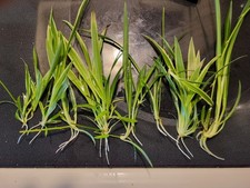 Spider plant pups for sale  Green Bay