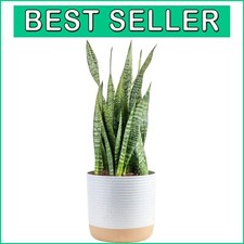 Tropical 2ft snake for sale  Gloucester City