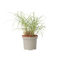 Używany, Miskant chiński - Miscanthus sinensis 'Red Chief' - W40-60cm - ⌀23cm na sprzedaż  Wysyłka do Poland