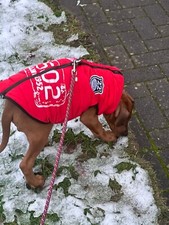 Trixie hundemantel winterfest gebraucht kaufen  Bocholt