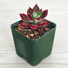 Succulent plant echeveria for sale  San Jose
