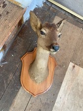 taxidermy animal heads for sale  CHRISTCHURCH