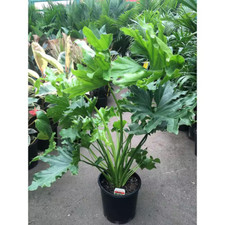 split leaf philodendron for sale split leaf philodendron for sale Houston