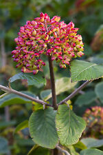 Wolliger schneeball viburnum gebraucht kaufen  Basedow, Güizow, Lütau