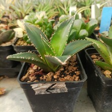 Agave titanota neptune usato  Porto Cesareo