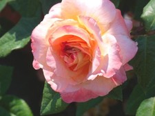 Edelrose rose augusta gebraucht kaufen  Pinneberg