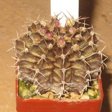 Gymnocalycium rex lux gebraucht kaufen  Falkensee