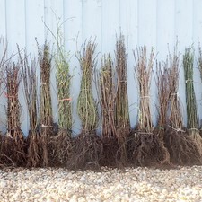 Hawthorn bareroot hedging for sale  LANCASTER