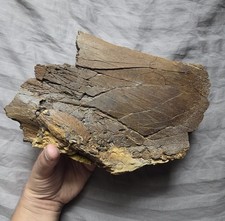 Rare quality fossil for sale  Staten Island