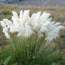 White pampas grass for sale  Albany