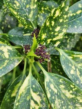 Gold dust variegated for sale  Marietta