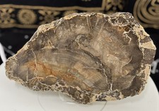 Stunning petrified wood for sale  CRAVEN ARMS