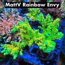 Fri thirstysreef acropora for sale  Los Angeles