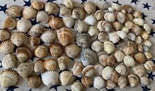 Lotto conchiglie 100 usato  Italia