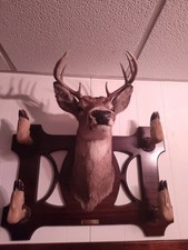 Taxidermy whitetail deer for sale  Martinsburg