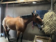 6kg haylage haynets for sale  KILMARNOCK