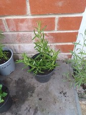 Rosemary herb plant for sale  SOUTHAMPTON