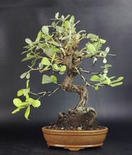Eleagno bonsai silverberry usato  Cison di Valmarino