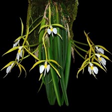Epidendrum parkinsonianum orch usato  Spedire a Italy