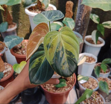 Philodendron melanochrysum variegado comprar usado  Enviando para Brazil