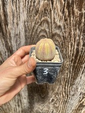 Euphorbia obesa wild usato  Mazara del Vallo