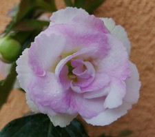 achimenes gebraucht kaufen achimenes gebraucht kaufen Hohenmölsen