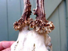 Roe deer skull for sale  WALLASEY