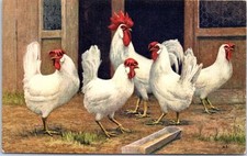 Animals rooster and d'occasion  Expédié en Belgium