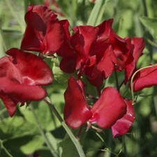 Sweet pea winston for sale  SALISBURY