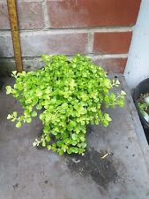 baby tears plant for sale  SOUTHAMPTON