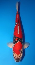 Inch goshiki koi for sale  Findlay