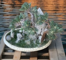 Stein bonsai 70 gebraucht kaufen  Unna