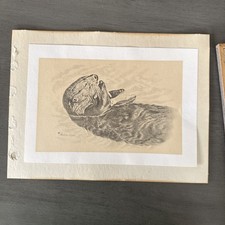Sea otter eating for sale  Petaluma