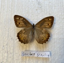Rare southern grayling. for sale  CAERNARFON