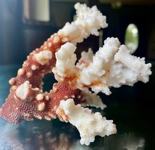 Real ocean sea for sale  Montgomery City