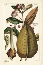 Common milkweed seeds for sale  Ellicottville