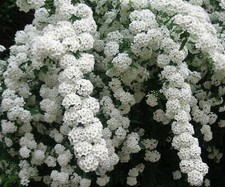 White spiraea bridal for sale  OSWESTRY