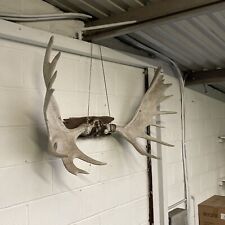 Moose horns man for sale  PAIGNTON