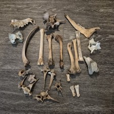 small animal bones for sale small animal bones for sale Marysville